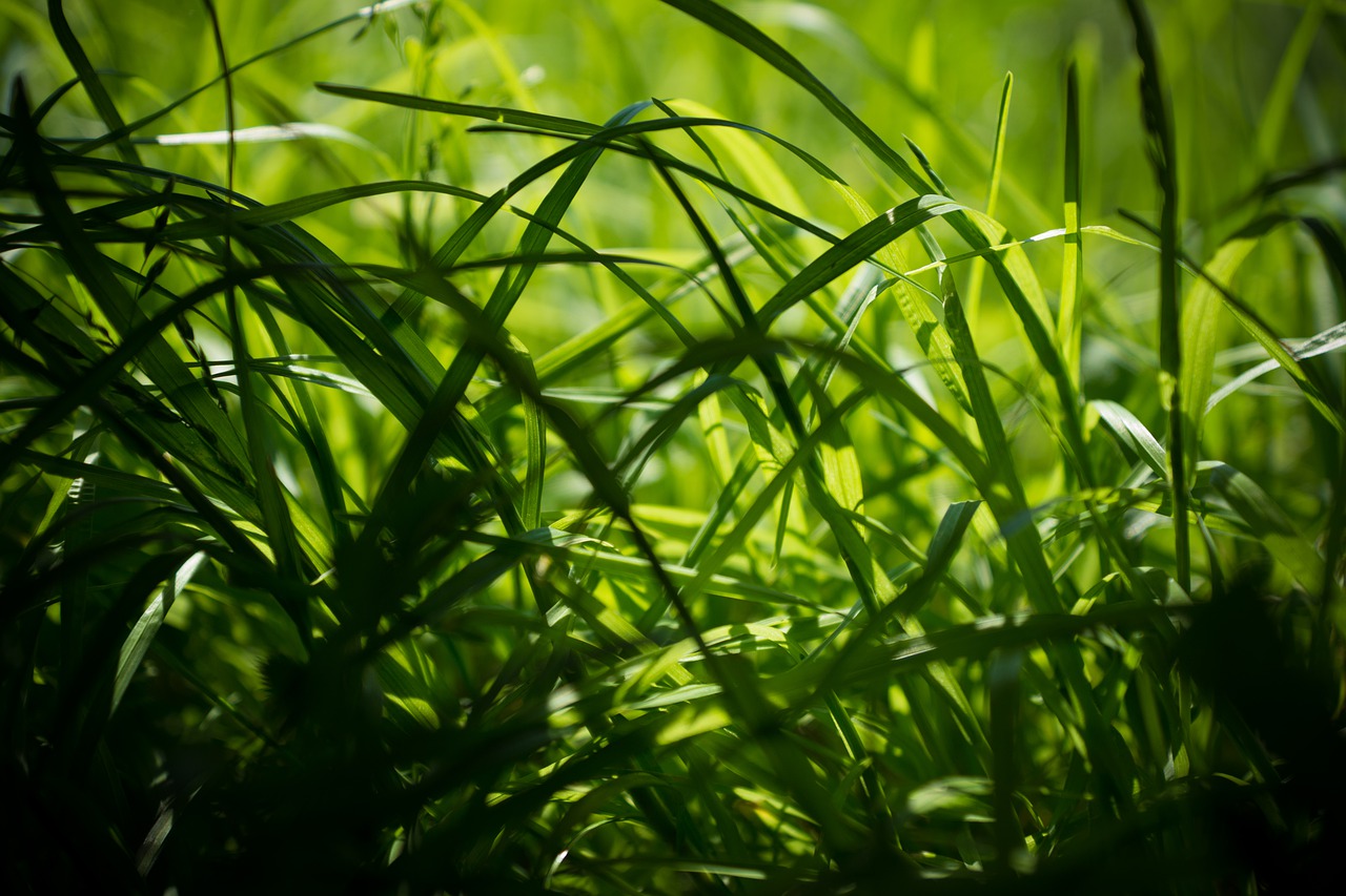 Grass Plants Field Meadow Garden  - bixusas / Pixabay
